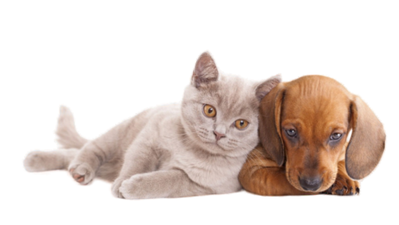 Pet Image
